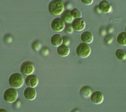 Chlorella and its characteristics