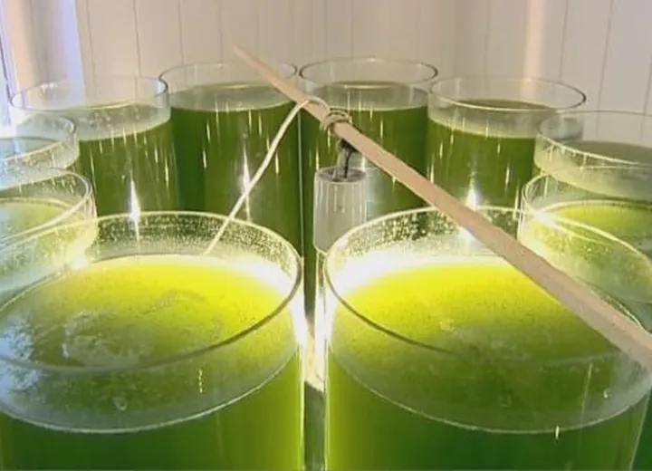 Chlorella