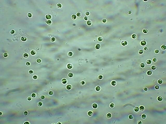 Химическая безопасность и альголизация водоёмов