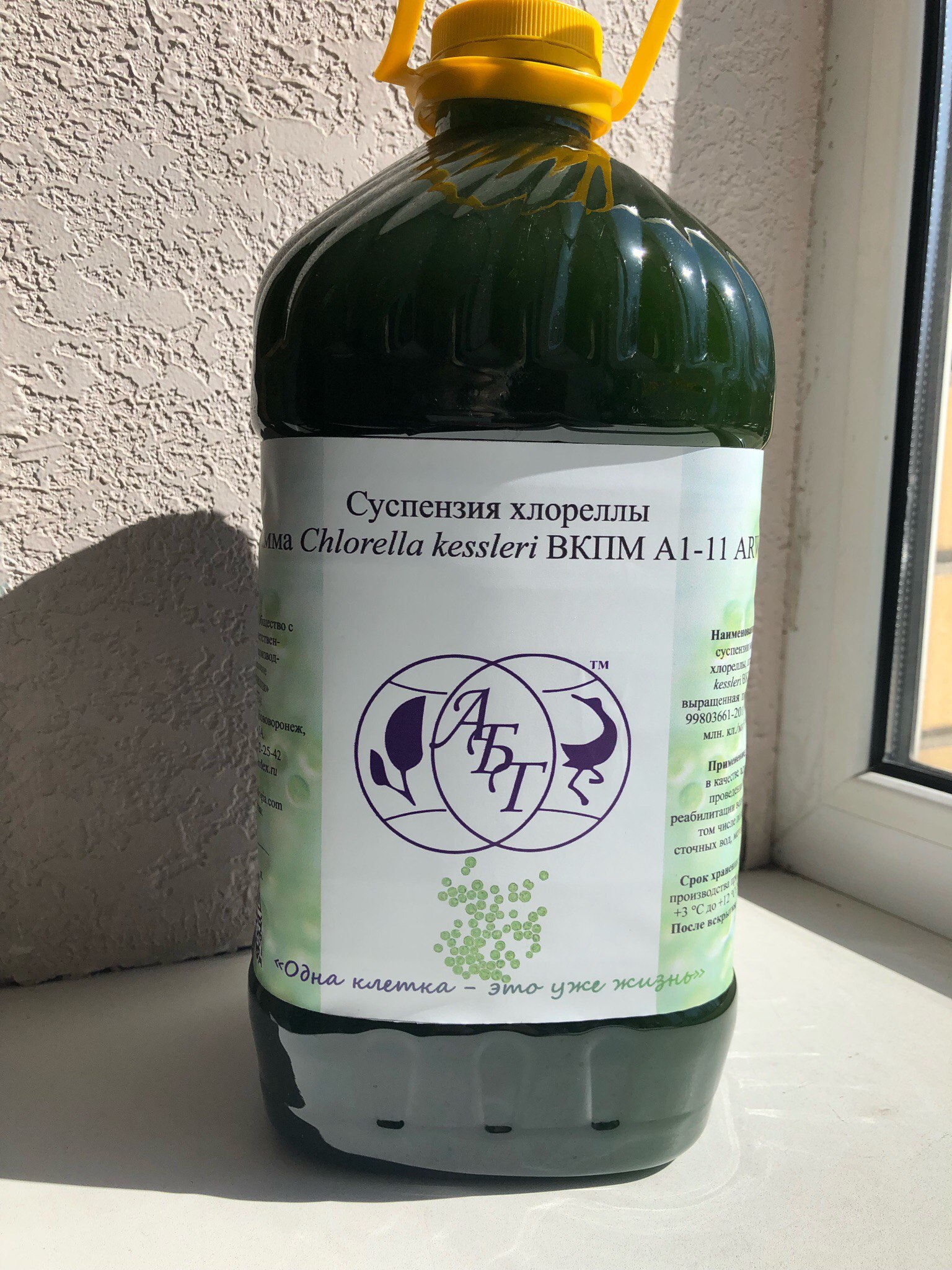 Заказать хлореллу