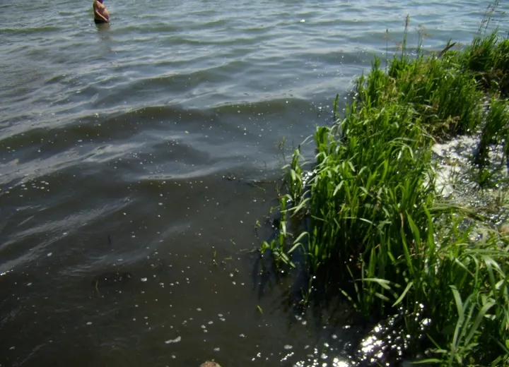 Воронежское водохранилище. Июль 2011г. Альголизация не проводится